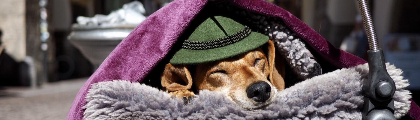 Hund mit Hut in Innsbrucker Altstadt